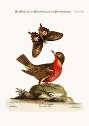 O Shirley e a Borboleta Dusky cauda de andorinha, 1749-73